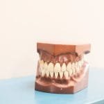 teeth model