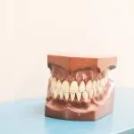 teeth model